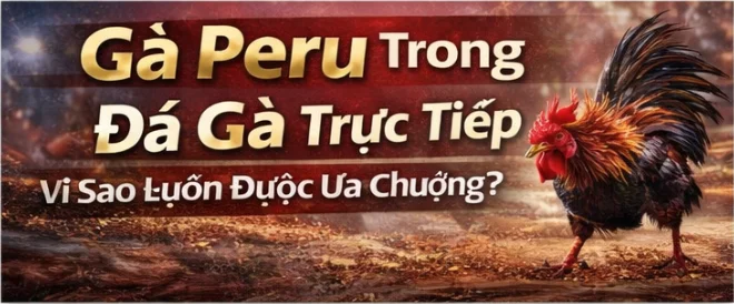 Gà Peru trong đá gà trực tiếp – Vì sao luôn được ưa chuộng?