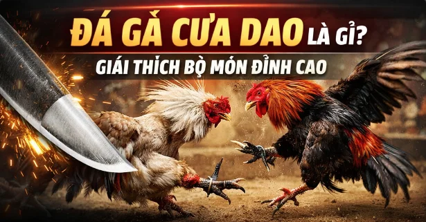 Đá Gà Cựa Dao Là Gì? Giải Thích Toàn Tập Bộ Môn Đỉnh Cao