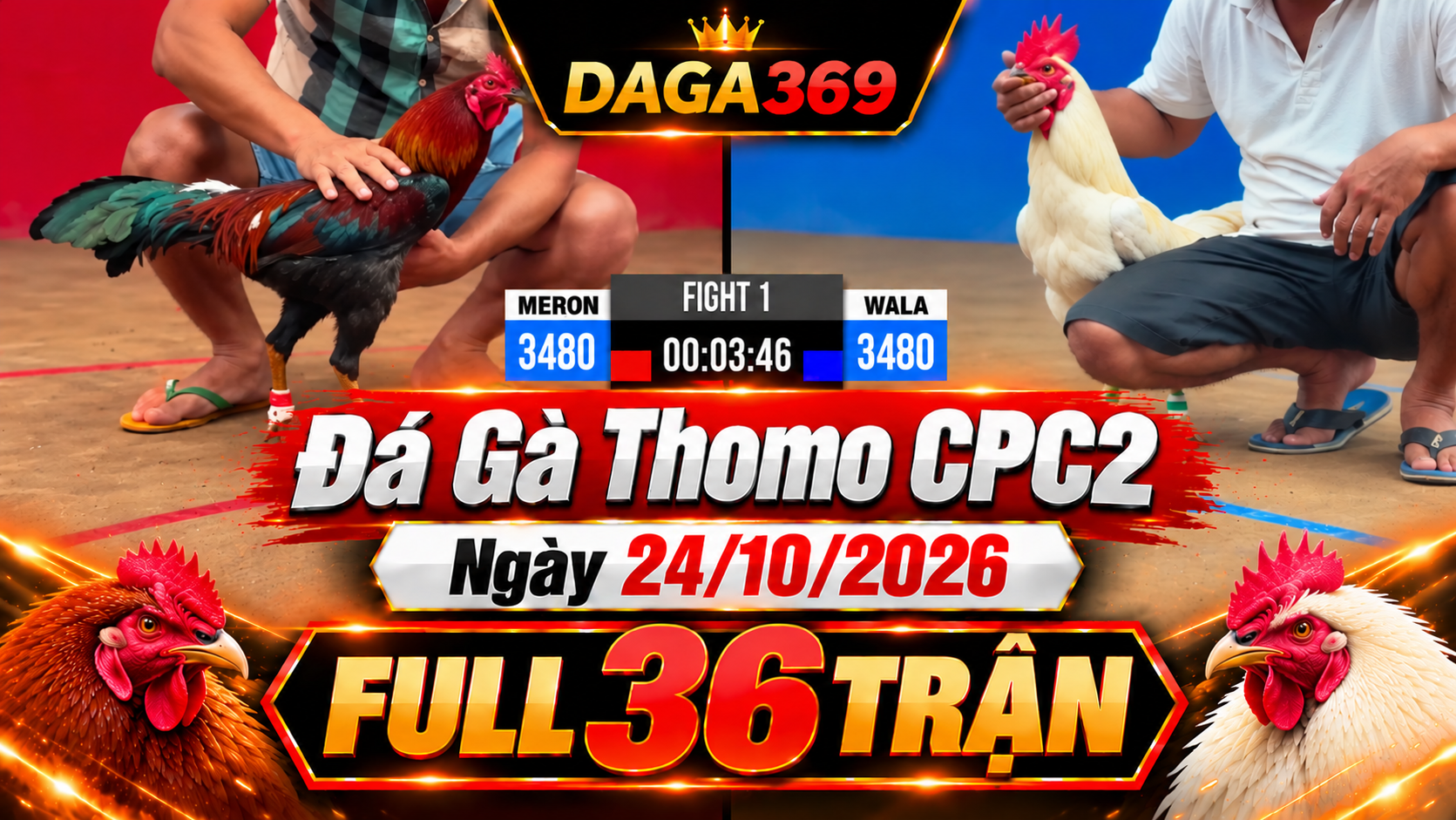 Đá Gà Thomo CPC2 Ngày 24/10/2026 – Xem Lại Full 36 Trận | DAGA369