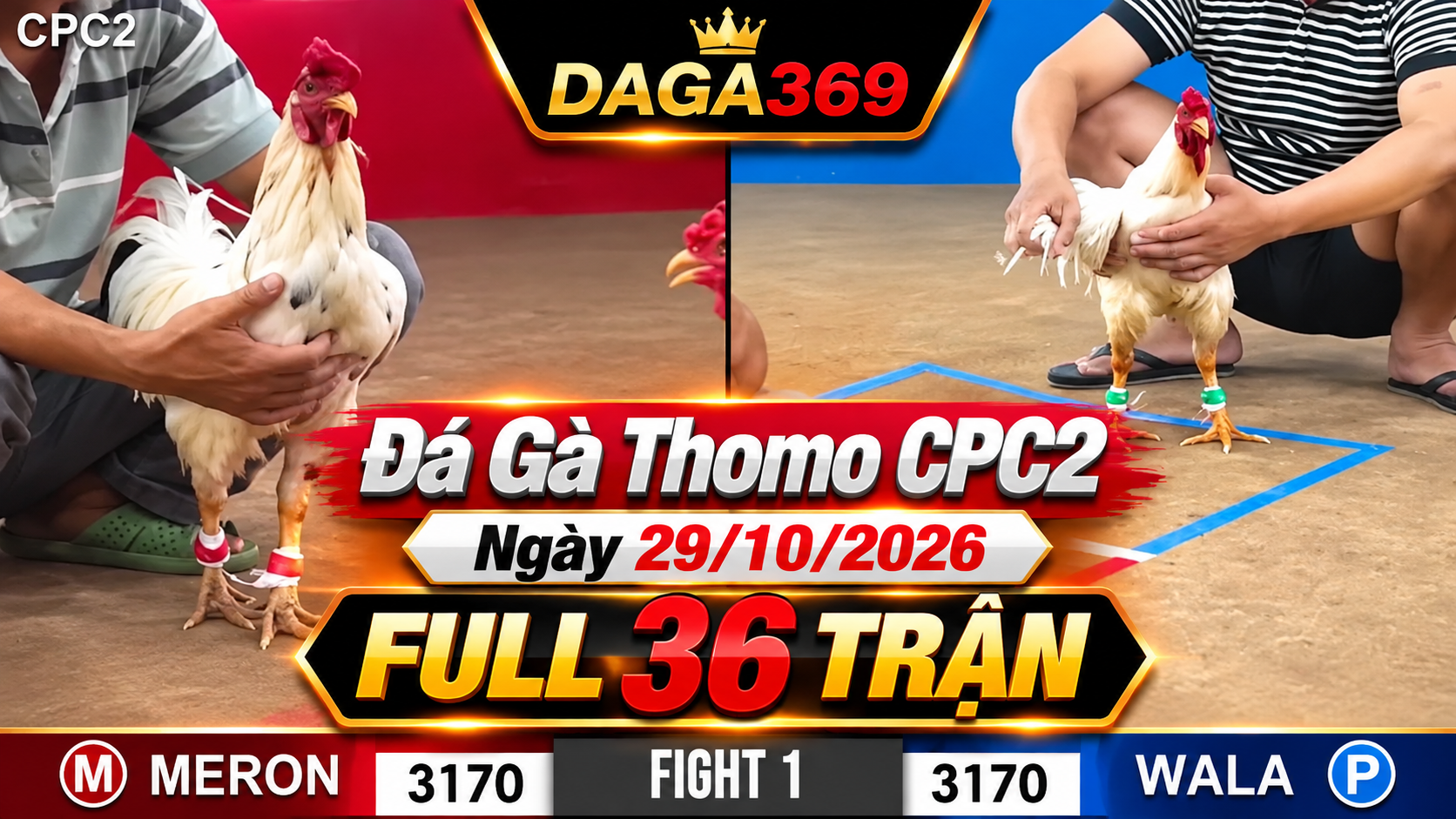 Đá Gà Thomo CPC2 Ngày 29/10/2026 – Full 36 Trận | DAGA369